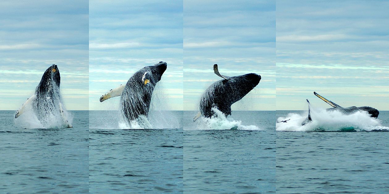 Impact Of Warming Weather On Recovering Fin Whale Carcass In Anchorage Impact Of Warming Weather On Recovering Fin Whale Carcass In Anchorage