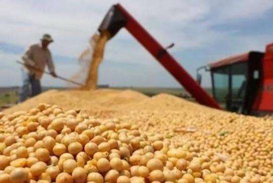 Imported Soybean Auction By Sinograin: Alleviating China's Supply Concerns Imported Soybean Auction By Sinograin: Alleviating China's Supply Concerns