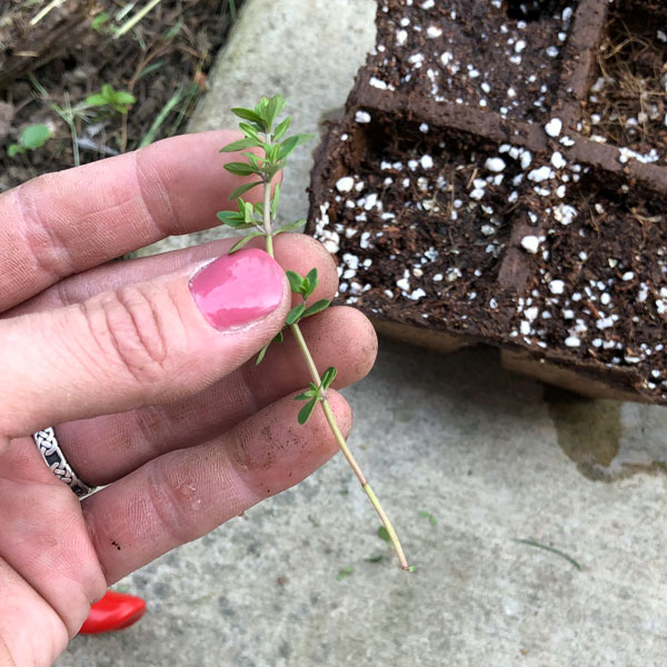 Incorporating Rosemary & Thyme Into Your Diet