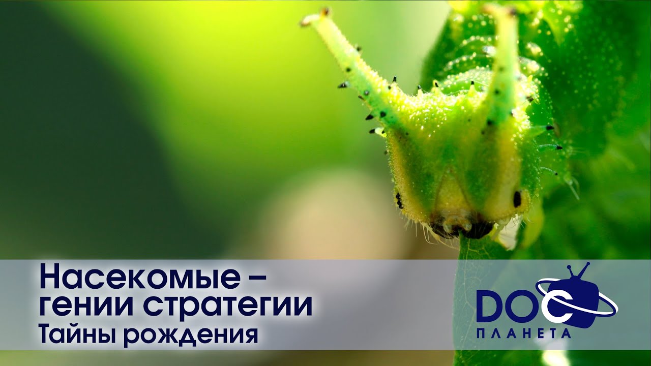 Иннокентий Смоктуновский: К Столетию Со Дня Рождения — Документальный Фильм «Меня Вела Какая-то Сила» Иннокентий Смоктуновский: К Столетию Со Дня Рождения — Документальный Фильм «Меня Вела Какая-то Сила»