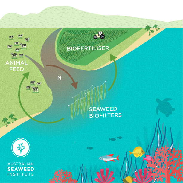 Investigating The Spread Of Killer Seaweed And Its Impact On Australian Marine Ecosystems Investigating The Spread Of Killer Seaweed And Its Impact On Australian Marine Ecosystems
