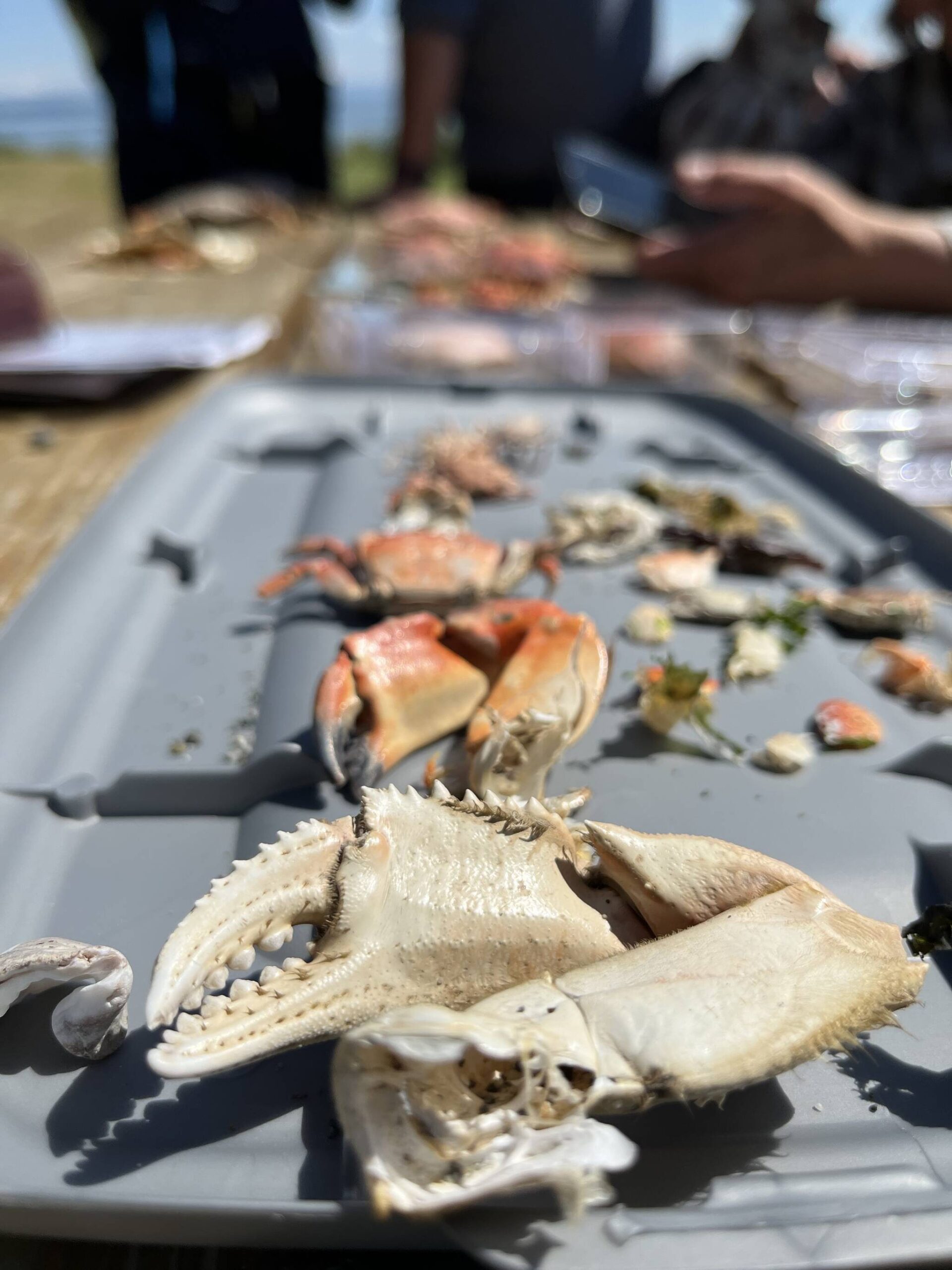 Investigating Whidbey Clams: Citizen Scientists Contribute To Scientific Discovery Investigating Whidbey Clams: Citizen Scientists Contribute To Scientific Discovery