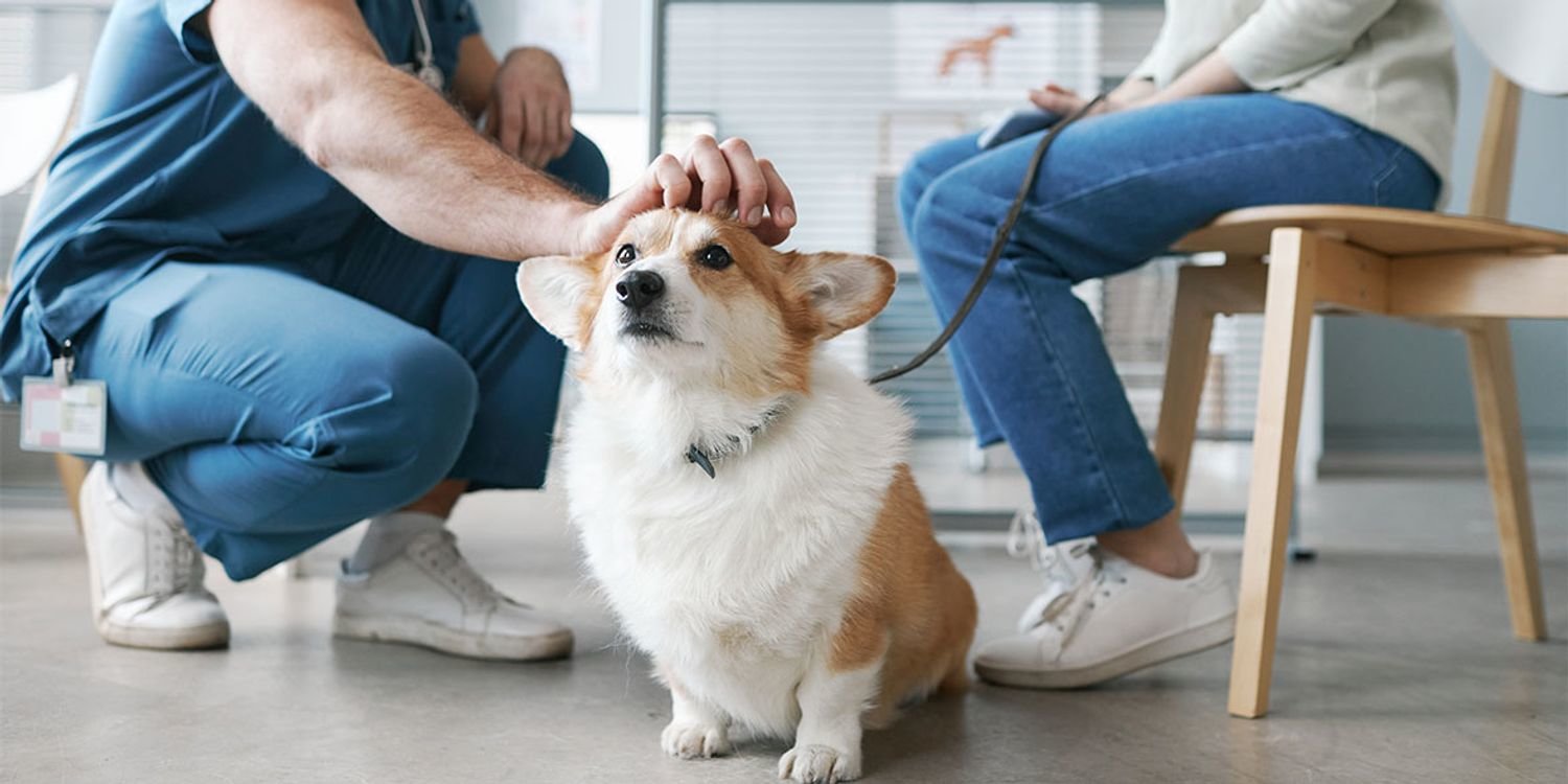 Investigation: How Corporate Targets Affect UK Pet Owners' Veterinary Bills Investigation: How Corporate Targets Affect UK Pet Owners' Veterinary Bills