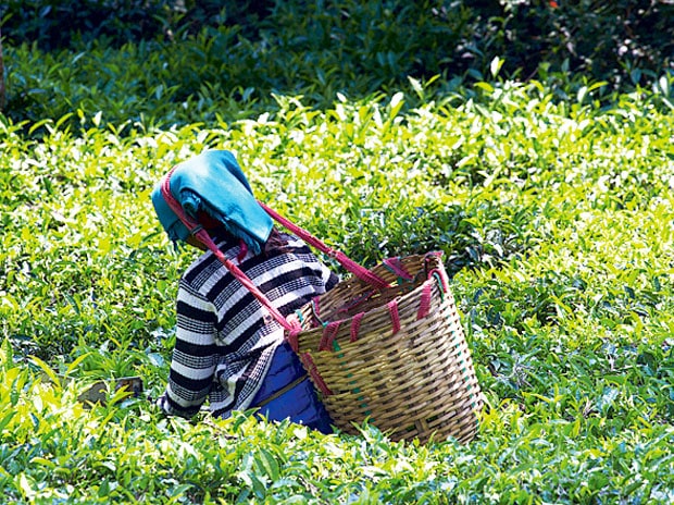 Is Darjeeling Tea Production Facing A Crisis? Is Darjeeling Tea Production Facing A Crisis?
