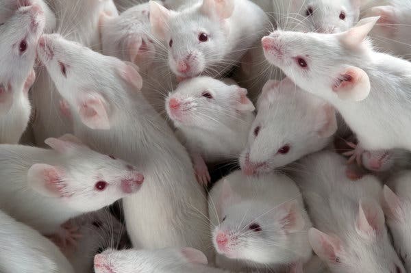 Is US Taxpayer Money Funding Transgender Mouse Research? Is US Taxpayer Money Funding Transgender Mouse Research?