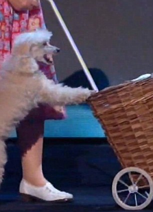 ITV Britain's Got Talent: Teddy Magic Withdraws From Semi-Final ITV Britain's Got Talent: Teddy Magic Withdraws From Semi-Final