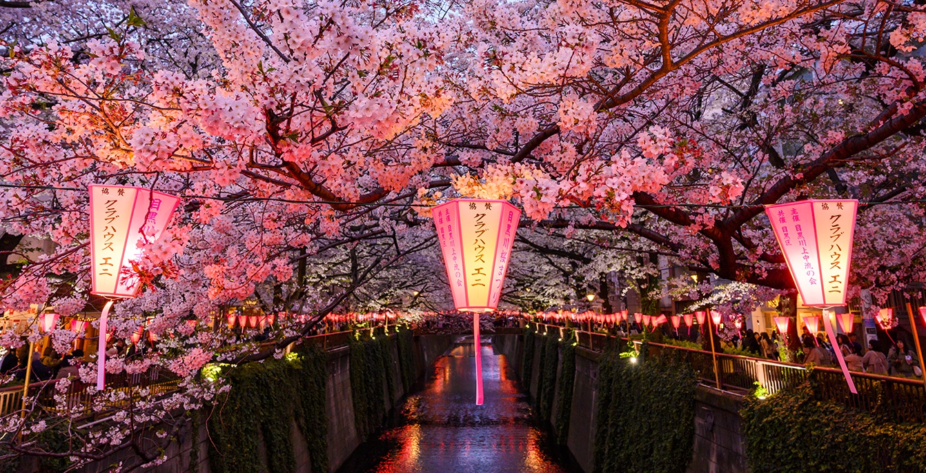 Japan's Cherry Blossom Season: Your Complete Springwatch Handbook Japan's Cherry Blossom Season: Your Complete Springwatch Handbook
