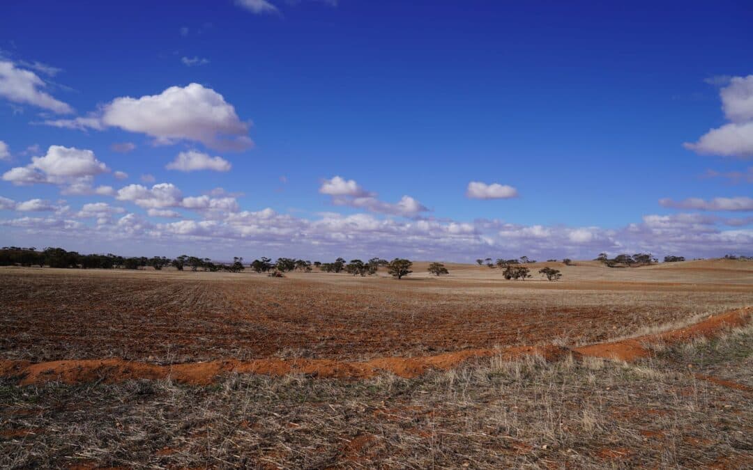 Kangaroo Numbers Fuel South Australian Drought Crisis: Farmers Struggle Kangaroo Numbers Fuel South Australian Drought Crisis: Farmers Struggle