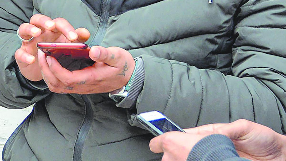 Kashmir Cat Owners Alarmed By Viral Social Media Posts Kashmir Cat Owners Alarmed By Viral Social Media Posts