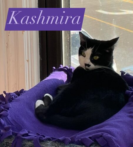 Kashmir Cat Owners React To Disturbing Online Content