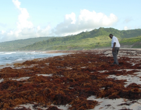 Killer Seaweed Threat: The Urgent Need For Action To Protect Australia's Marine Life Killer Seaweed Threat: The Urgent Need For Action To Protect Australia's Marine Life