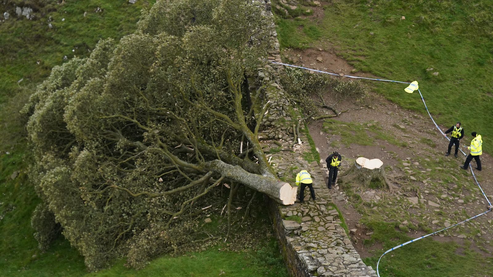 Landmark Sycamore Gap Tree: Conviction For Destruction Landmark Sycamore Gap Tree: Conviction For Destruction