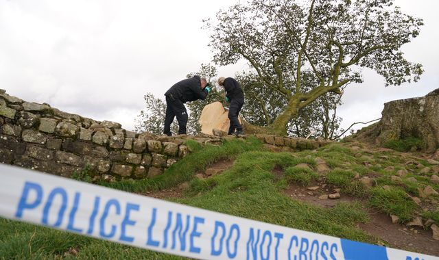 Landmark Sycamore Gap Tree: Two Men Sentenced For Destruction Landmark Sycamore Gap Tree: Two Men Sentenced For Destruction