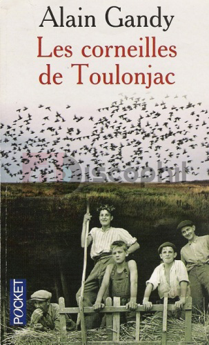 Les Corneilles: Des Maîtres De La Géométrie, Plus Performants Que Les Babouins Les Corneilles: Des Maîtres De La Géométrie, Plus Performants Que Les Babouins