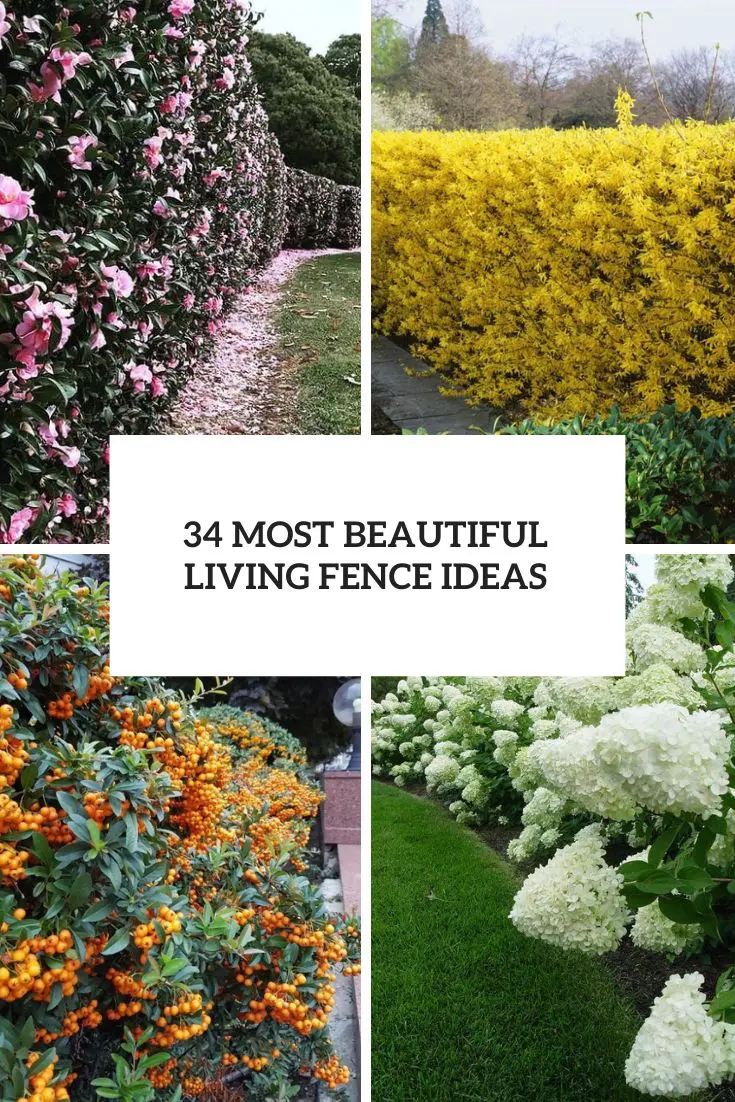 Living Fence Construction: Plants, Planning & Installation Living Fence Construction: Plants, Planning & Installation