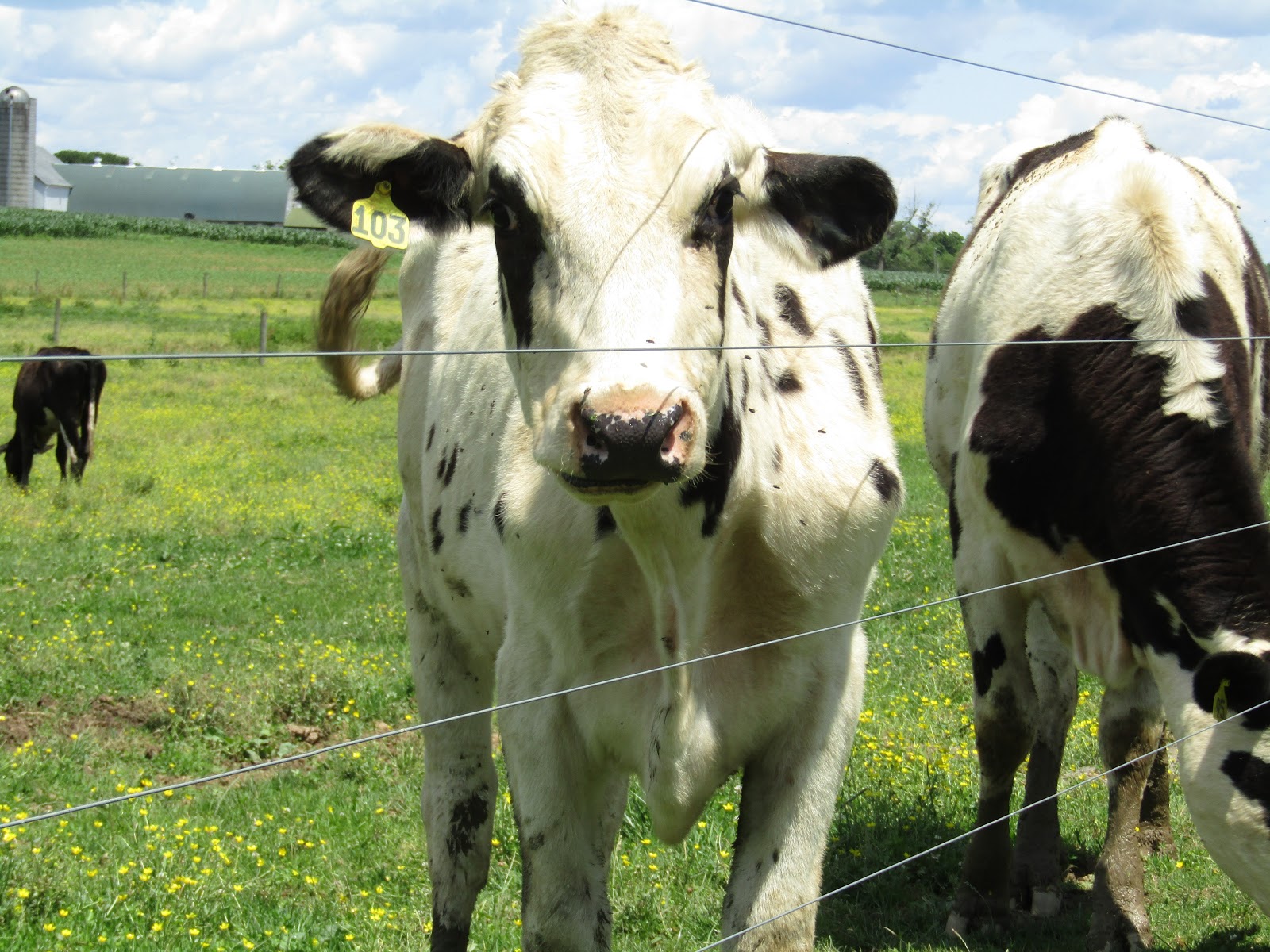 Loose Cows Spotted Near Lancaster County Park Loose Cows Spotted Near Lancaster County Park