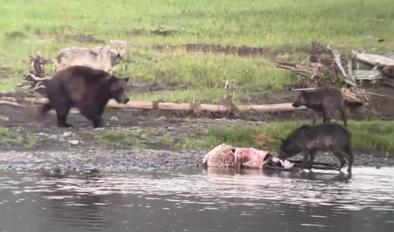 Lost Wolves Of Yellowstone Documentary: Official Trailer Lost Wolves Of Yellowstone Documentary: Official Trailer