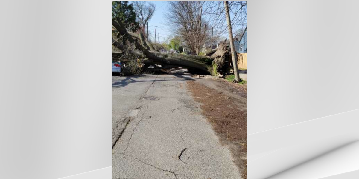 Louisville Opens Storm Debris Removal Request System