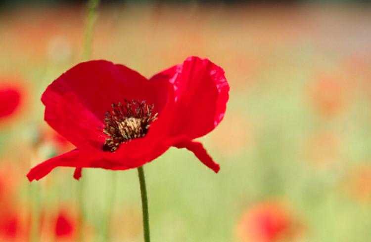 Louisville's Shelter-in-Place: A Time For Remembrance And Community