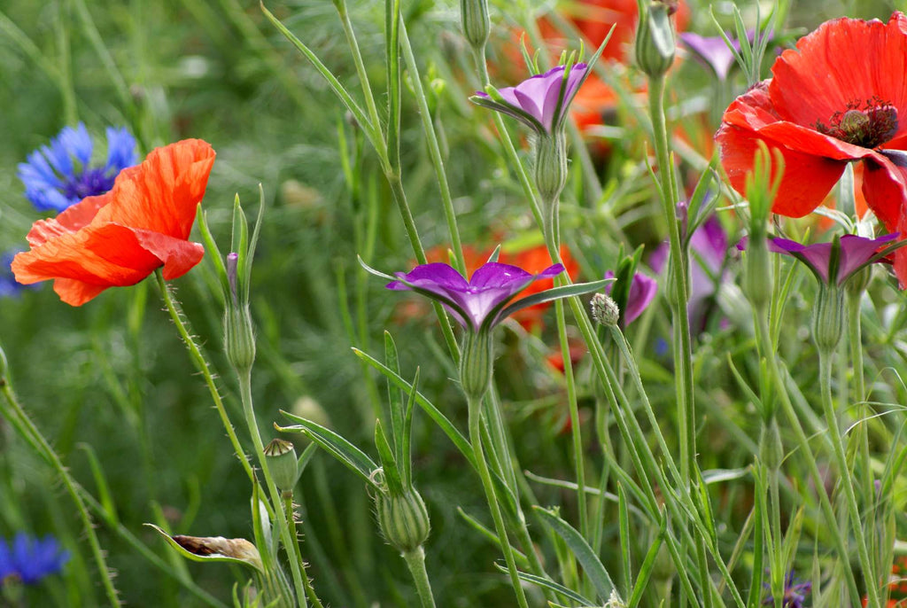 Making The Right Choice: Annuals Or Perennials For Your Flower Garden? Making The Right Choice: Annuals Or Perennials For Your Flower Garden?