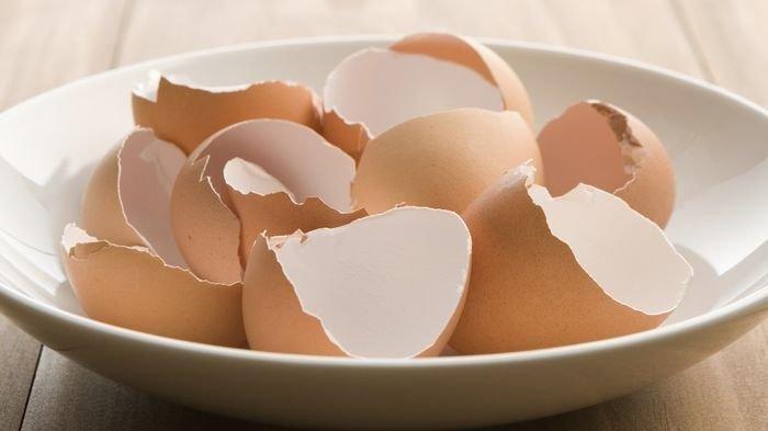Manfaatkan Cangkang Telur: Pupuk Alami Untuk Tanaman Dan Pakan Hewan Manfaatkan Cangkang Telur: Pupuk Alami Untuk Tanaman Dan Pakan Hewan
