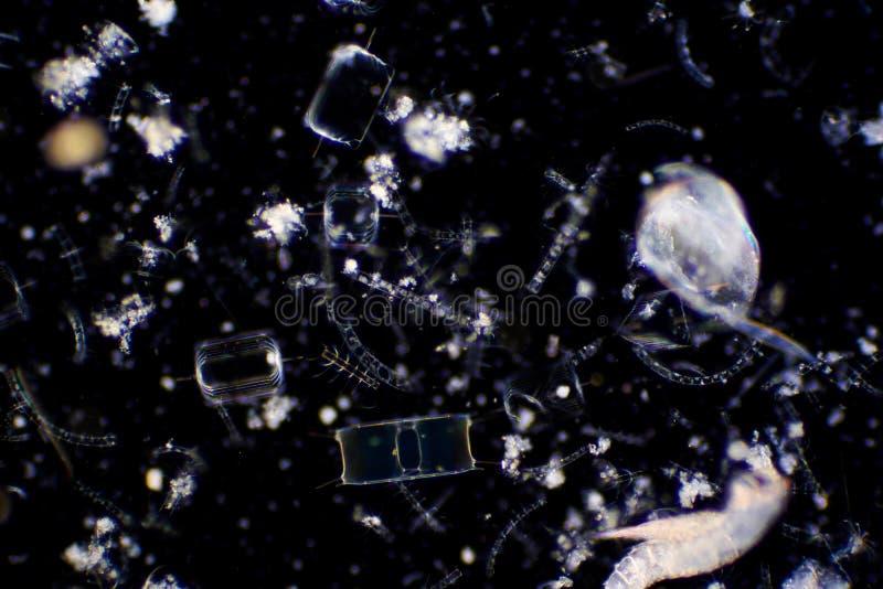 Microplastiche: In Quali Acque Marine E Dolci Si Trovano Maggiormente? Microplastiche: In Quali Acque Marine E Dolci Si Trovano Maggiormente?