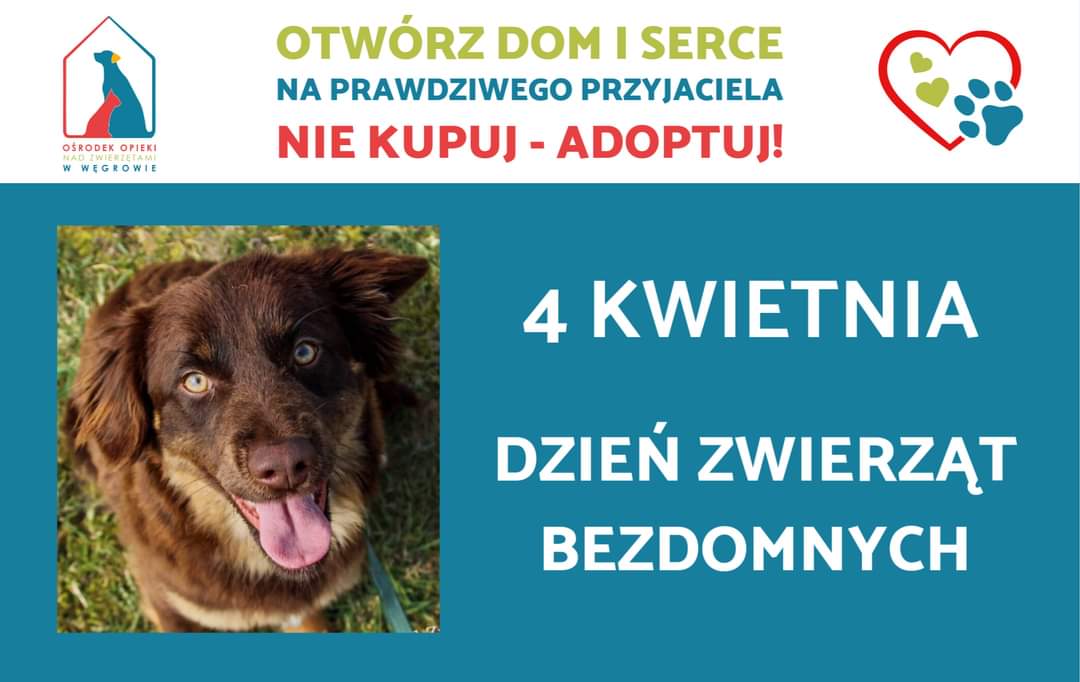 Międzynarodowy Dzień Zwierząt Bezdomnych 4 Kwietnia: Pomóż Zwierzętom Międzynarodowy Dzień Zwierząt Bezdomnych 4 Kwietnia: Pomóż Zwierzętom