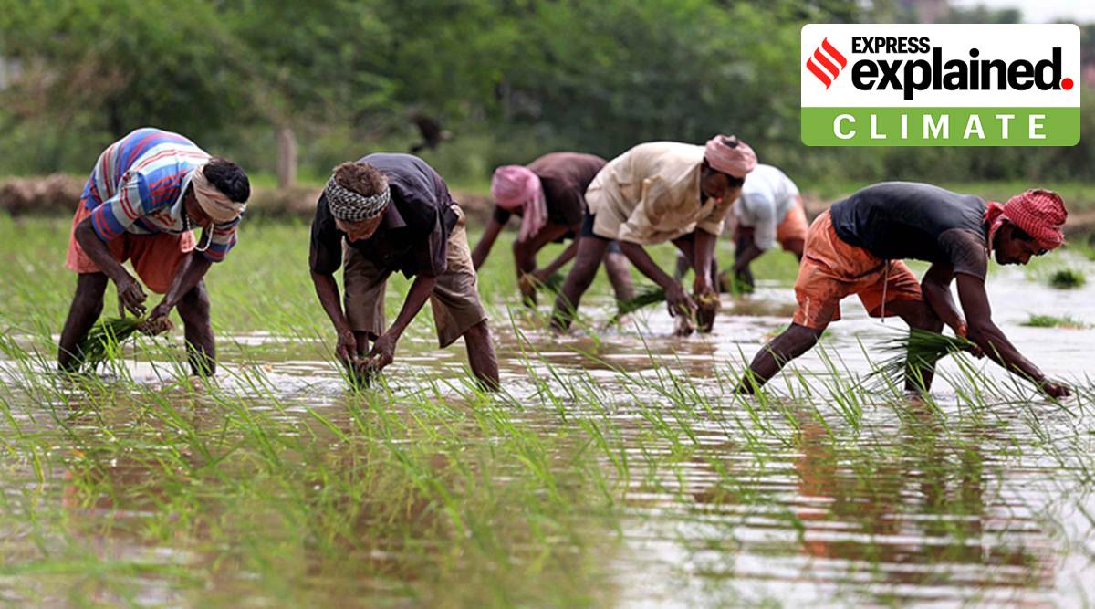 Monsoon Prediction: Good News For India's Farm Sector And Consumption Monsoon Prediction: Good News For India's Farm Sector And Consumption
