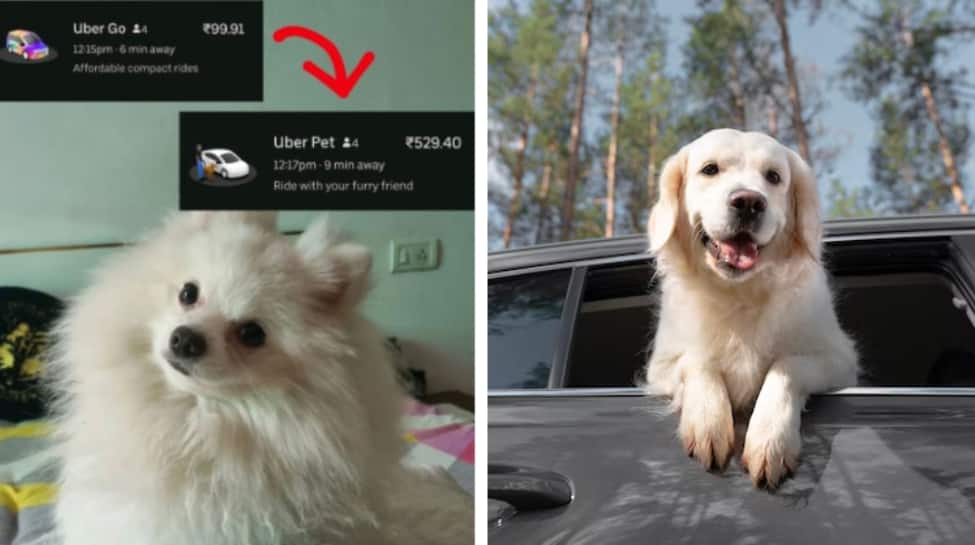 Mumbai Uber Rides With Pets: A Complete Guide Mumbai Uber Rides With Pets: A Complete Guide