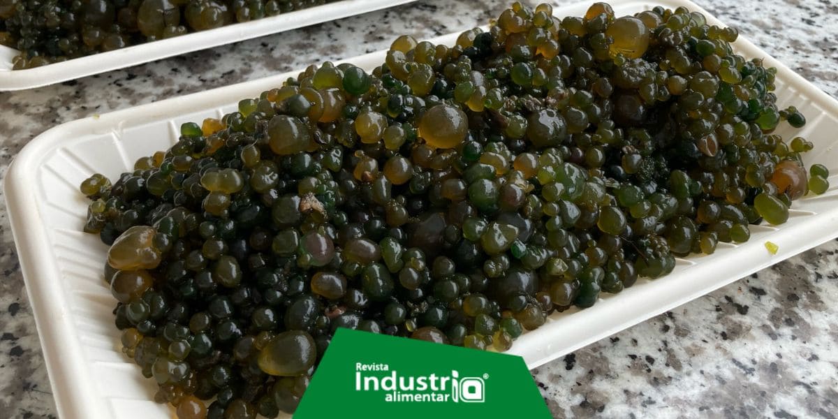 No Es El Arándano: Descubre El Superalimento Para Prevenir Enfermedades Crónicas Y Envejecer Saludablemente No Es El Arándano: Descubre El Superalimento Para Prevenir Enfermedades Crónicas Y Envejecer Saludablemente
