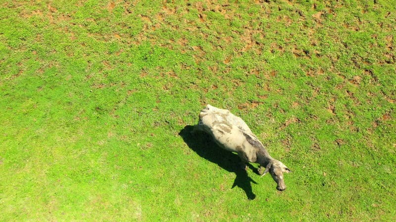 Operation 96: Swiss Village's Aerial Cow Rescue Mission Operation 96: Swiss Village's Aerial Cow Rescue Mission