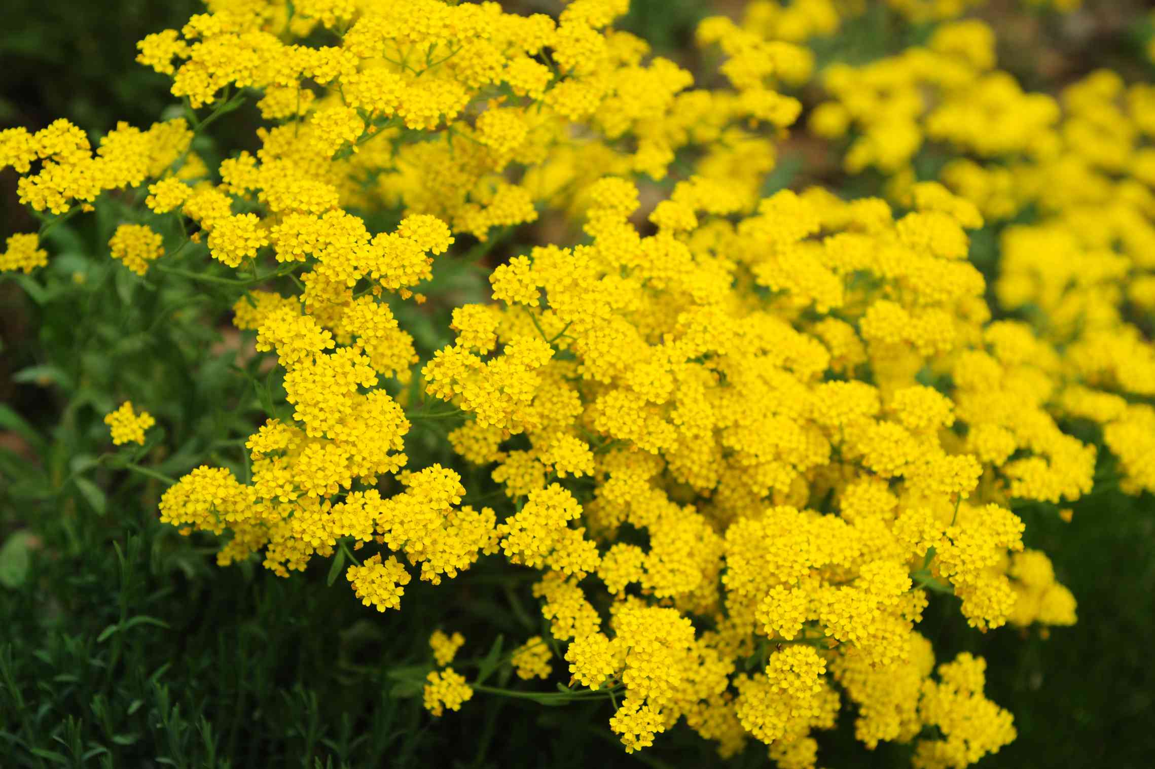 Perennials And Annuals: Which Flowers Thrive In Your Garden? Perennials And Annuals: Which Flowers Thrive In Your Garden?