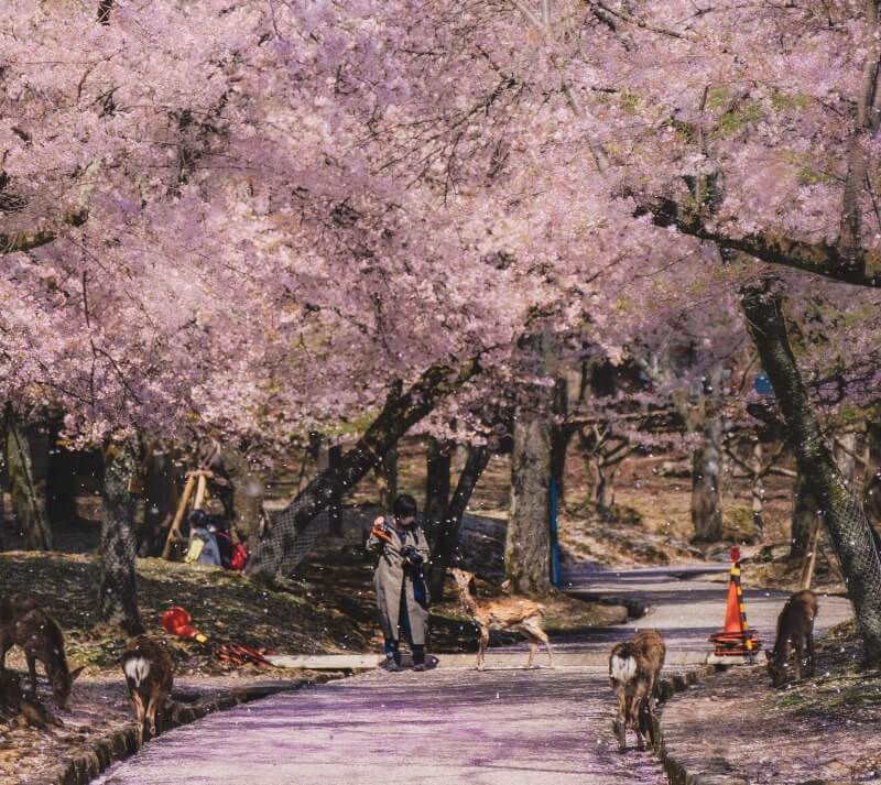 Planning Your Springwatch In Japan: A Cherry Blossom Itinerary Planning Your Springwatch In Japan: A Cherry Blossom Itinerary
