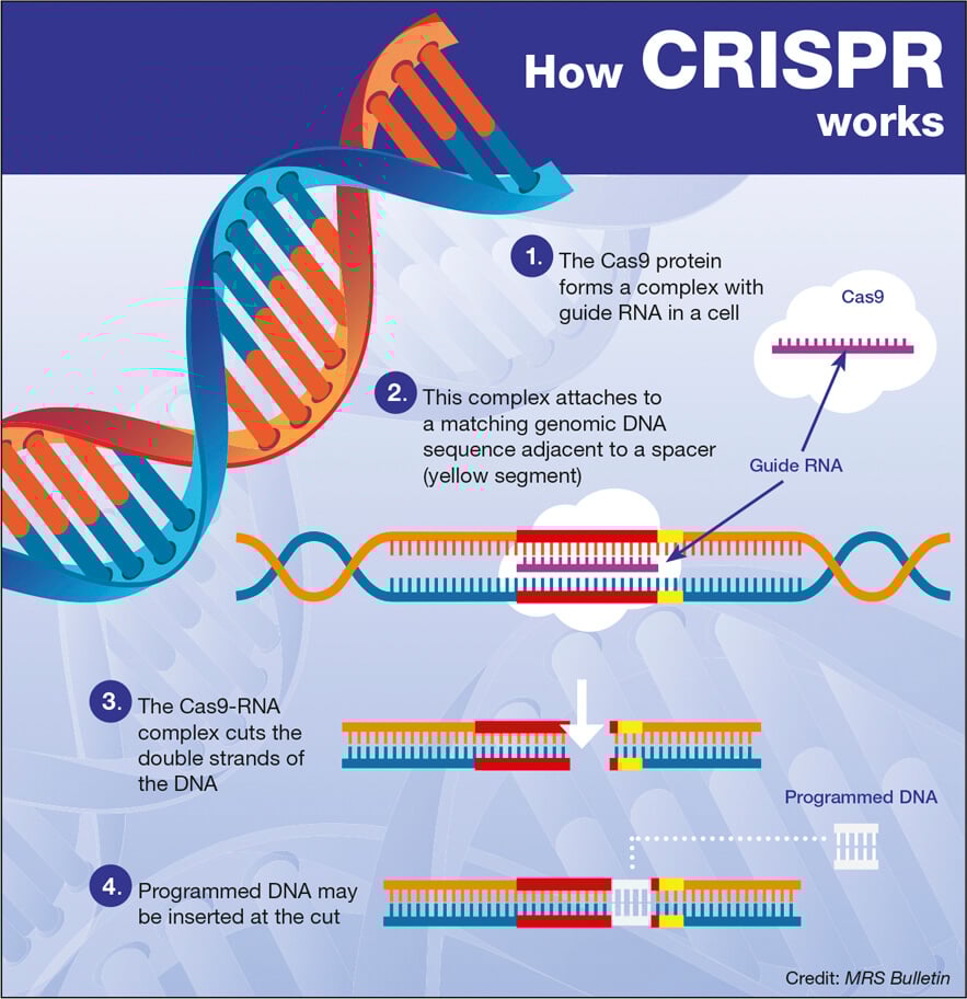 Precise Gene Editing: CRISPR's Advancements In Whole Gene Integration Precise Gene Editing: CRISPR's Advancements In Whole Gene Integration
