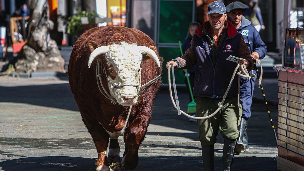 Presidente De Uruguay Obsequia Tres Toros A Xi Jinping: Viaje A China Presidente De Uruguay Obsequia Tres Toros A Xi Jinping: Viaje A China