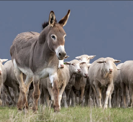 Protecting Livestock From Flood Damage: A Comprehensive Guide Protecting Livestock From Flood Damage: A Comprehensive Guide