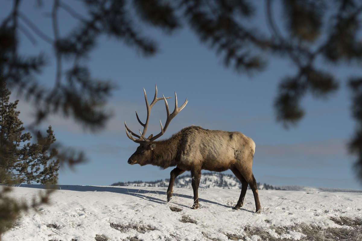 Public Input Leads To Significant Cuts In Jackson Elk Hunt Public Input Leads To Significant Cuts In Jackson Elk Hunt