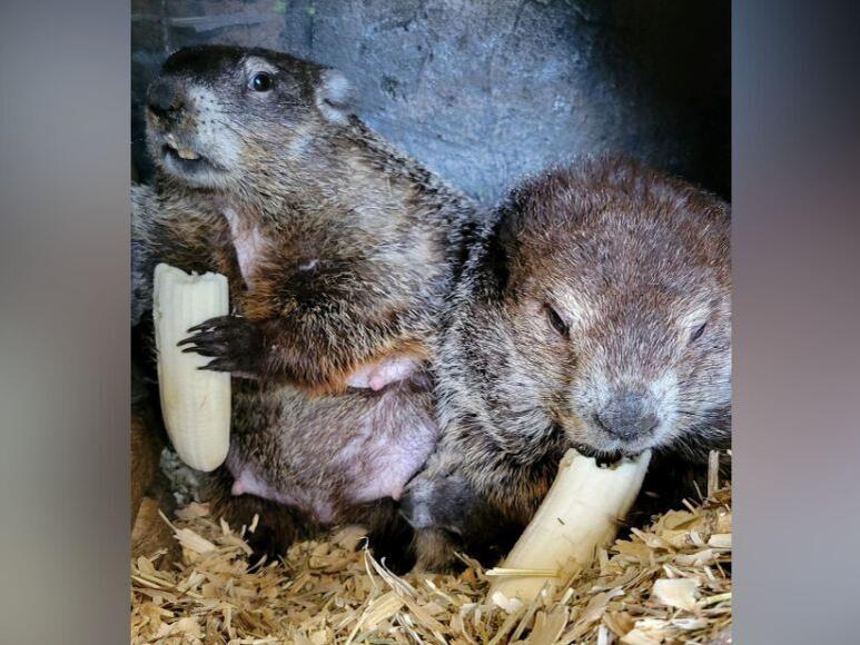 Punxsutawney Phil And Family Celebrate Baby's First Birthday Punxsutawney Phil And Family Celebrate Baby's First Birthday