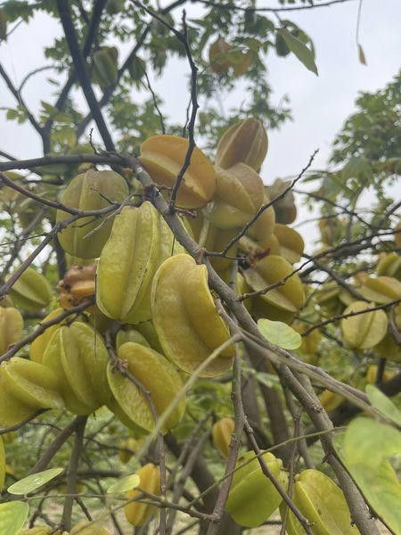 Quả Xưa Ít Người Biết Đến, Trở Thành Đặc Sản Được Ưa Chuộng Quả Xưa Ít Người Biết Đến, Trở Thành Đặc Sản Được Ưa Chuộng