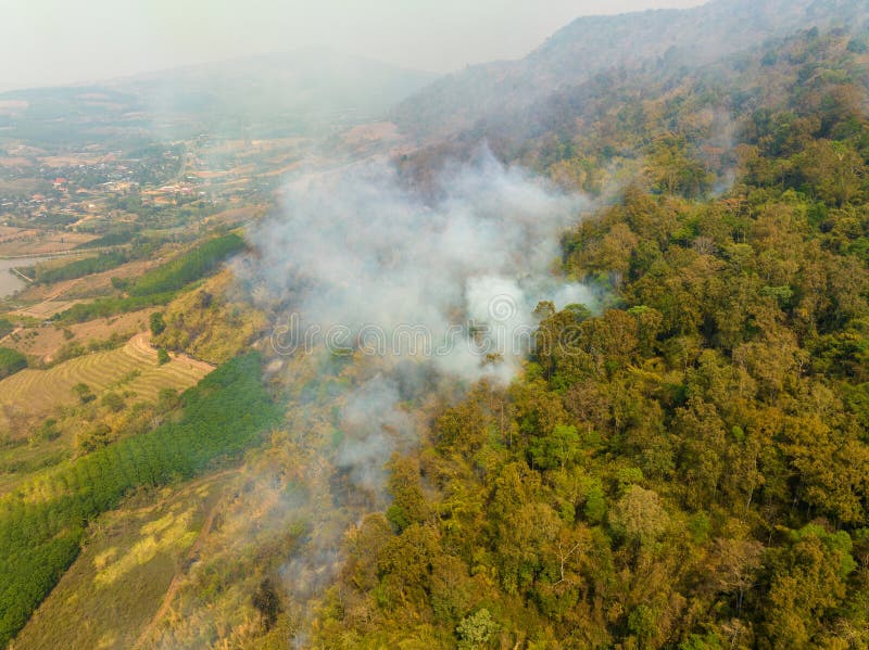 Record-Breaking Global Forest Loss: Wildfires And Deforestation Record-Breaking Global Forest Loss: Wildfires And Deforestation