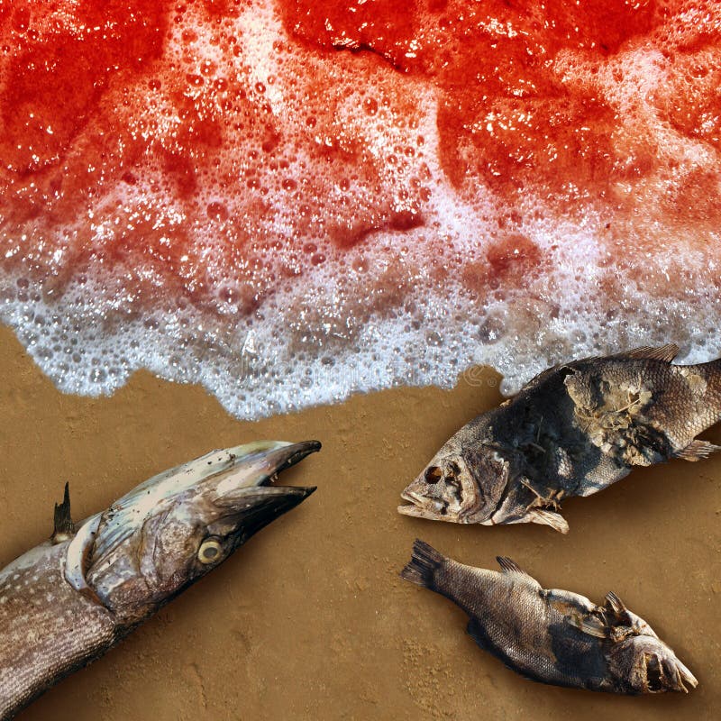 Red Tide Crisis On Cape Cod: Current Status And Impact Red Tide Crisis On Cape Cod: Current Status And Impact