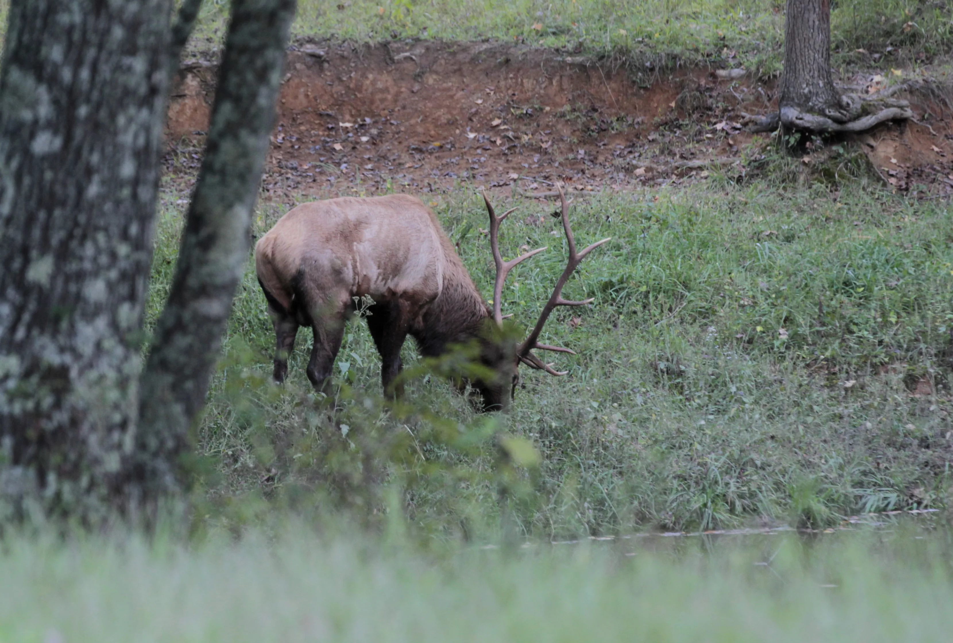 Reduced Jackson Elk Hunting Permits Following Public Comment Reduced Jackson Elk Hunting Permits Following Public Comment
