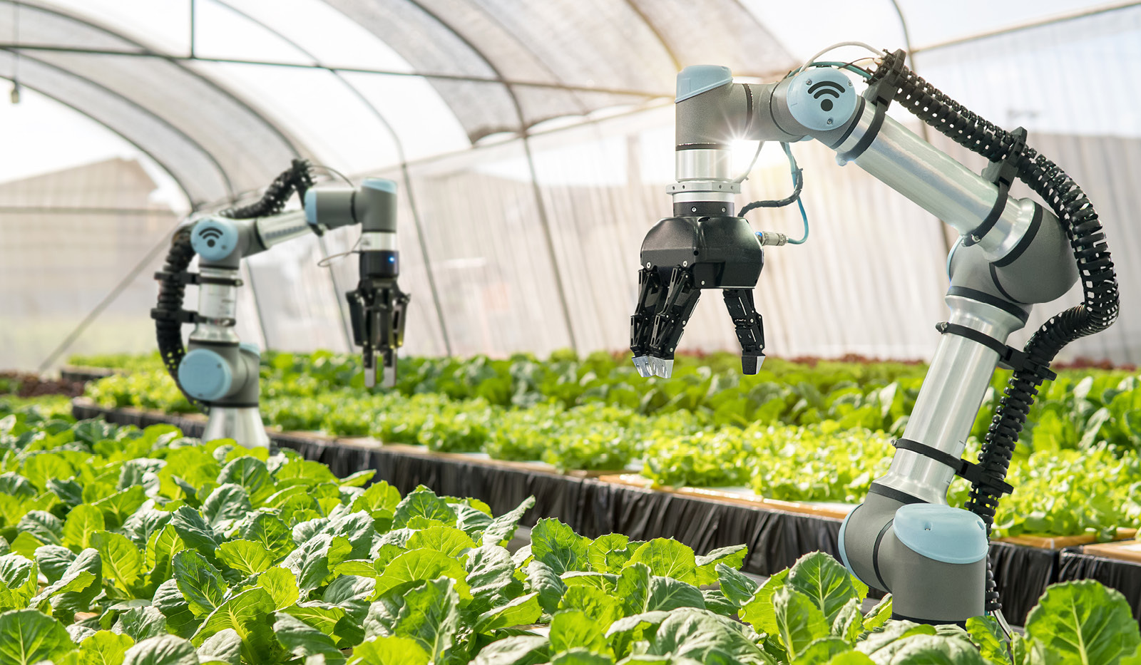 Reform UK And Agriculture: Examining Their Plans For The UK Farming Industry Reform UK And Agriculture: Examining Their Plans For The UK Farming Industry