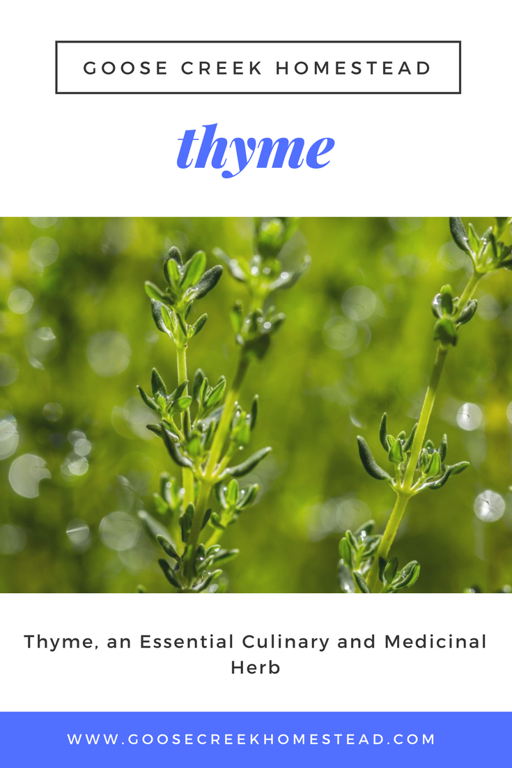 Rosemary & Thyme: A Culinary Herb Guide Rosemary & Thyme: A Culinary Herb Guide