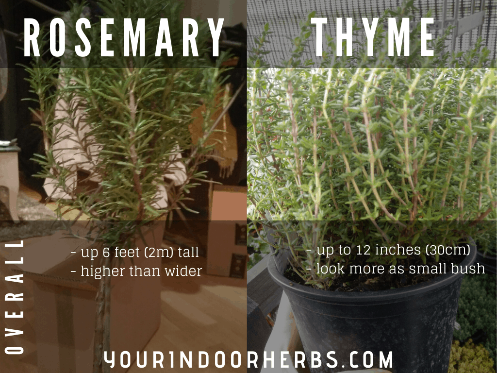 Rosemary & Thyme: A Gardener's Handbook Rosemary & Thyme: A Gardener's Handbook