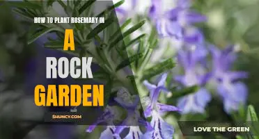 Rosemary & Thyme: A Guide For Beginners Rosemary & Thyme: A Guide For Beginners