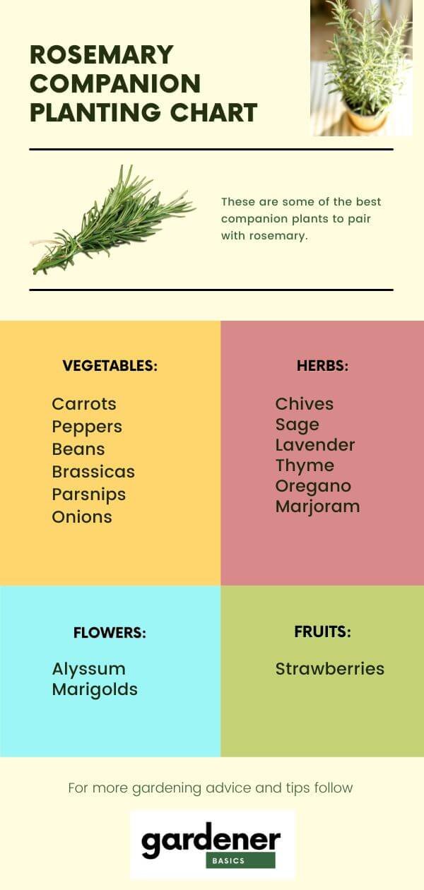 Rosemary & Thyme: Companion Planting For A Thriving Garden Rosemary & Thyme: Companion Planting For A Thriving Garden
