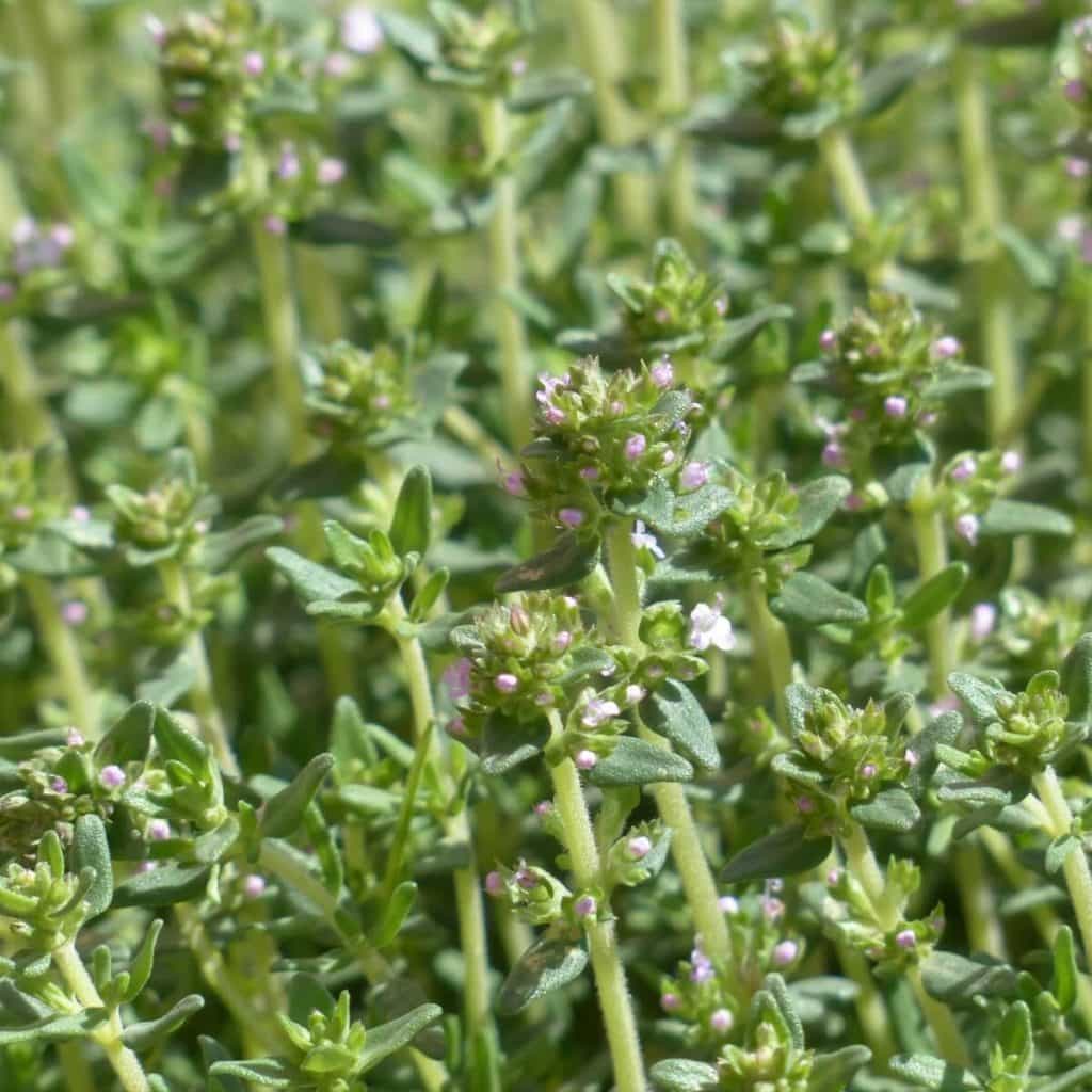 Rosemary & Thyme Essential Oils: Uses And Benefits Rosemary & Thyme Essential Oils: Uses And Benefits
