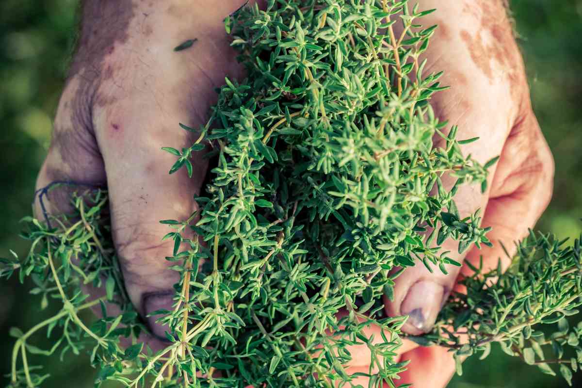 Rosemary & Thyme: Growing, Harvesting, And Preserving Your Herbs Rosemary & Thyme: Growing, Harvesting, And Preserving Your Herbs