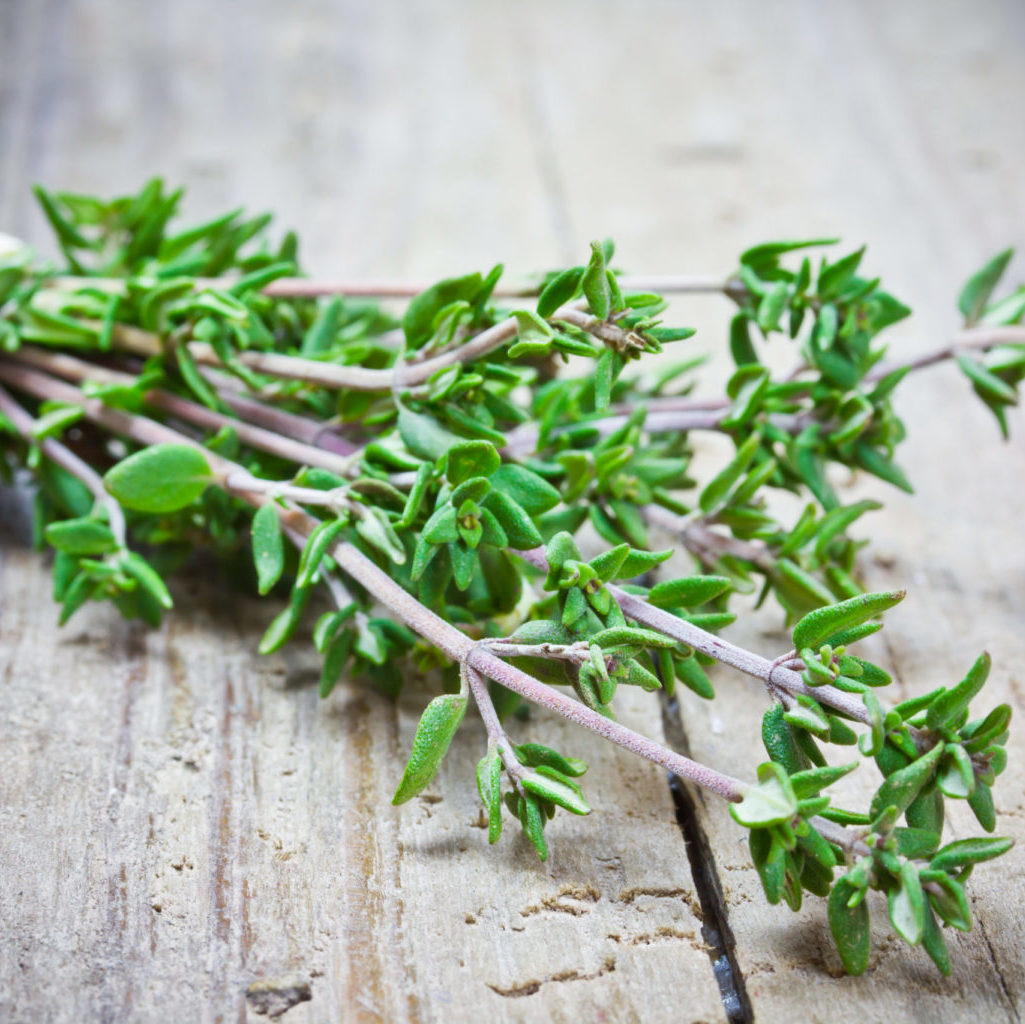 Rosemary & Thyme: History, Uses, And Cultivation
